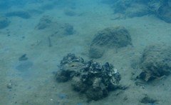 Lutjanus russellii