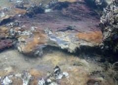 Lutjanus russellii