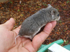 Saccostomus campestris