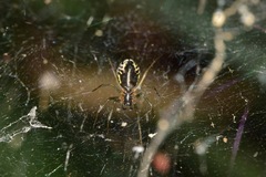 Linyphiidae