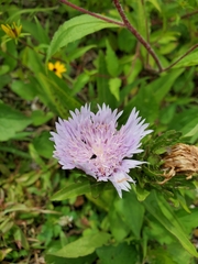 Stokesia