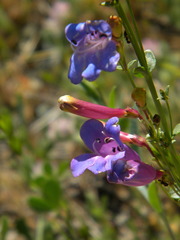 Penstemon azureus
