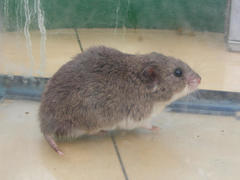 Saccostomus campestris