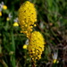 Bulbinella latifolia latifolia - Photo (c) Gawie Malan, μερικά δικαιώματα διατηρούνται (CC BY-NC), uploaded by Gawie Malan