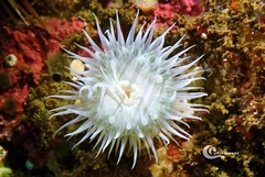 Actinothoe sphyrodeta