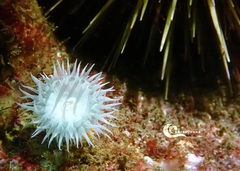 Actinothoe sphyrodeta