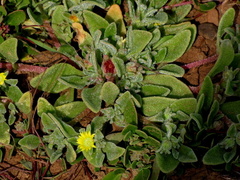 Cleretum papulosum