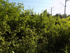 Prunus spinosa dasyphylla