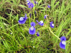 Utricularia reticulata