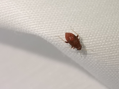 Hylopsallus