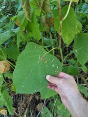 Reynoutria sachalinensis