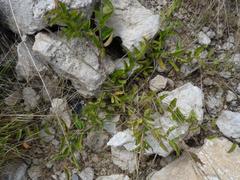 Seddera suffruticosa