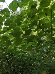 Reynoutria sachalinensis