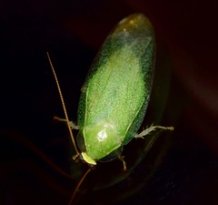 Panchlora nivea