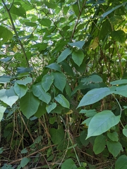 Reynoutria sachalinensis