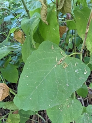 Reynoutria sachalinensis