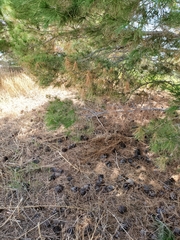 Pinus brutia eldarica