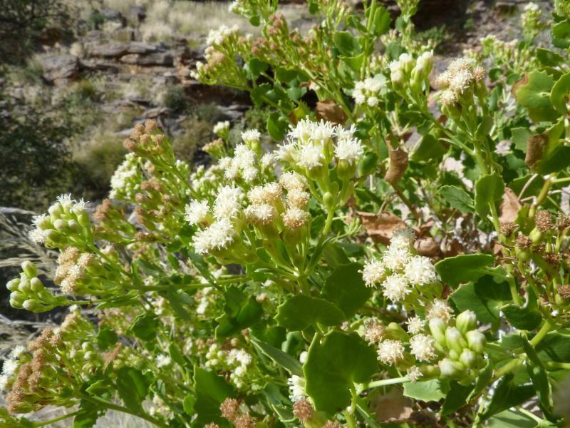 Dauresia alliariifolia