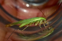 Panchlora nivea
