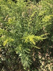 Solidago