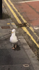 Larus argentatus