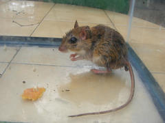 Gerbilliscus leucogaster