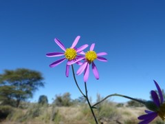 Senecio eenii