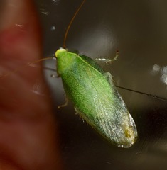 Panchlora nivea