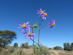 Senecio eenii