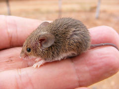 Southern African Pygmy Mouse photo 2