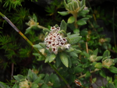 Phylica dioica