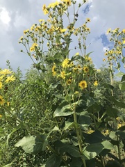 Silphium perfoliatum