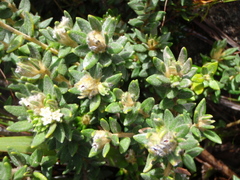 Phylica dioica