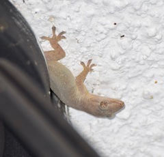 Hemidactylus frenatus