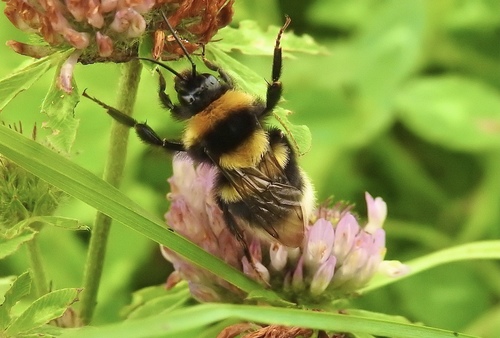 Large Garden Bumble Bee