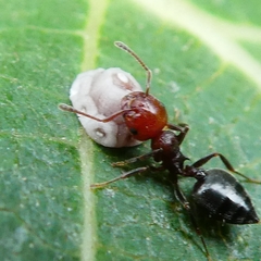 Ceroplastes rusci