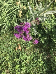 Vernonia gigantea
