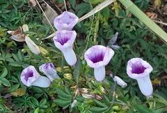 Ipomoea cairica
