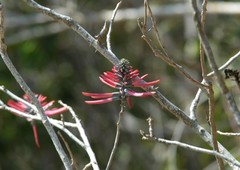 Erythrina folkersii