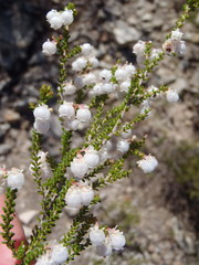 Erica formosa