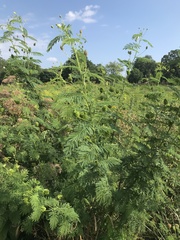 Desmanthus illinoensis