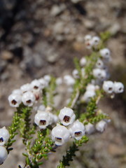 Erica formosa