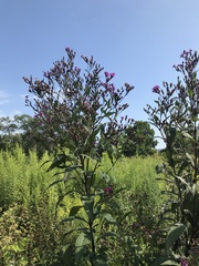 Vernonia