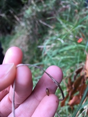 Meteorus pulchricornis