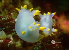 Polycera kernowensis