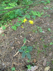 Hieracium sylvularum