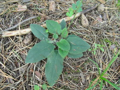 Hieracium sylvularum