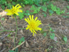 Hieracium sylvularum