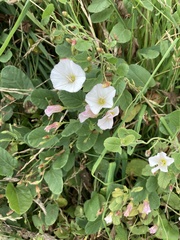 Convolvulus arvensis