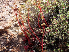 Crassula clavata